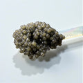 White Sturgeon Caviar