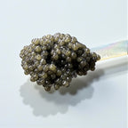 White Sturgeon Caviar